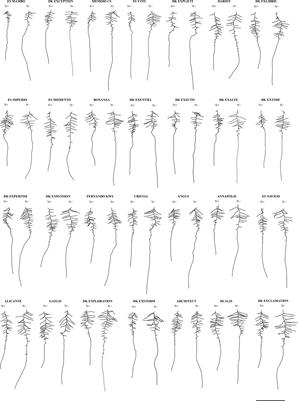 Root Morphological Traits of Seedlings Are Predictors of Seed Yield and Quality in Winter Oilseed Rape Hybrid Cultivars